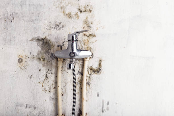 Best Home Mold Removal  in Miami Beach, FL