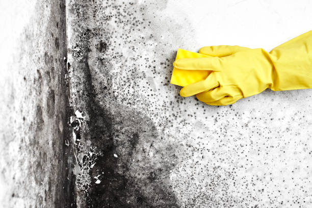 Trusted Miami Beach, FL Mold Removal Experts