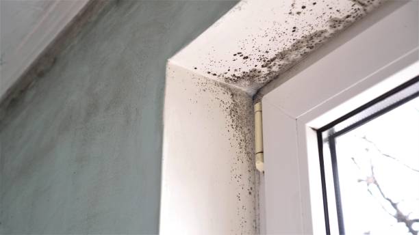 Best Mold Damage Repair  in Miami Beach, FL