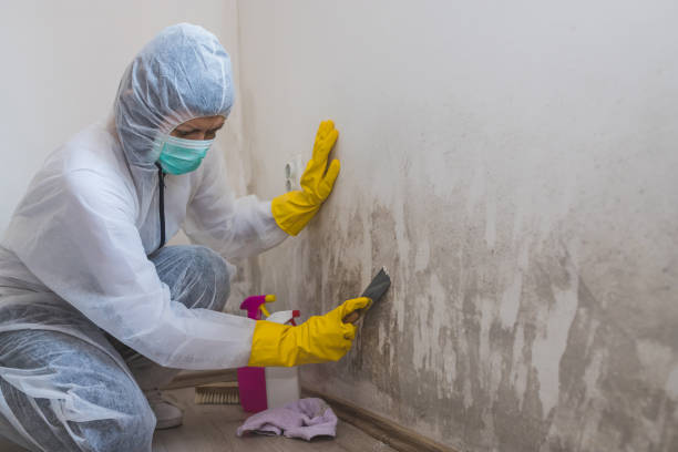 Best Crawl Space Mold Removal  in Miami Beach, FL