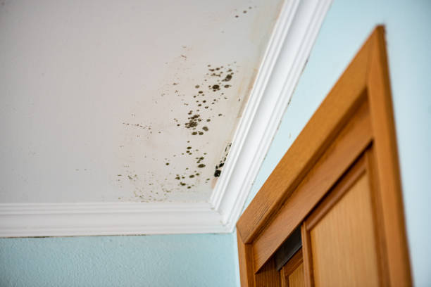 Best Commercial Mold Removal  in Miami Beach, FL