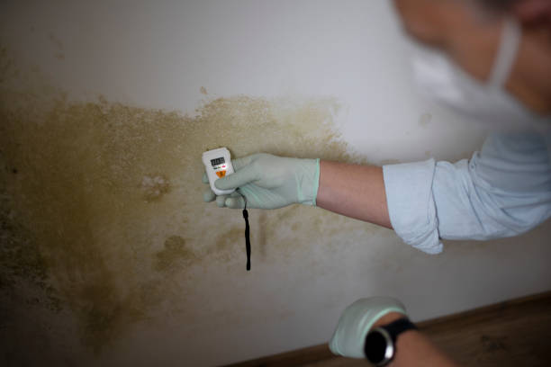 Certified Mold Removal in Miami Beach, FL