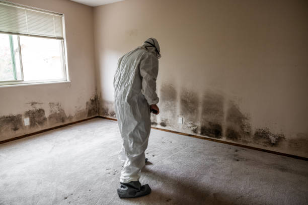 Best Fast Mold Removal  in Miami Beach, FL