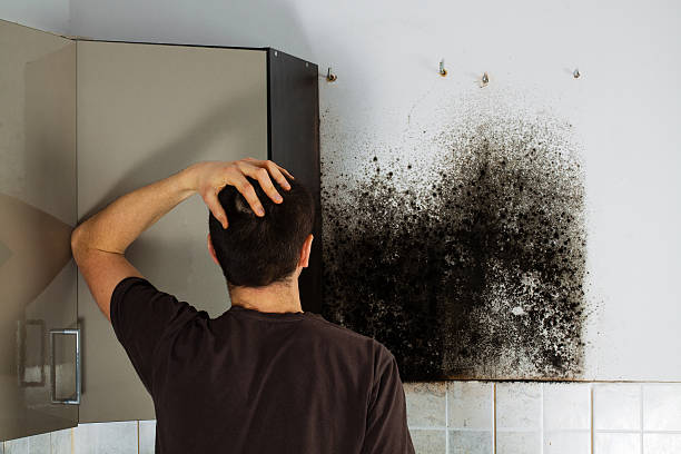 Best Residential Mold Removal  in Miami Beach, FL