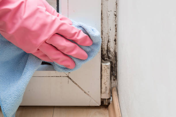 Best Toxic Mold Removal  in Miami Beach, FL